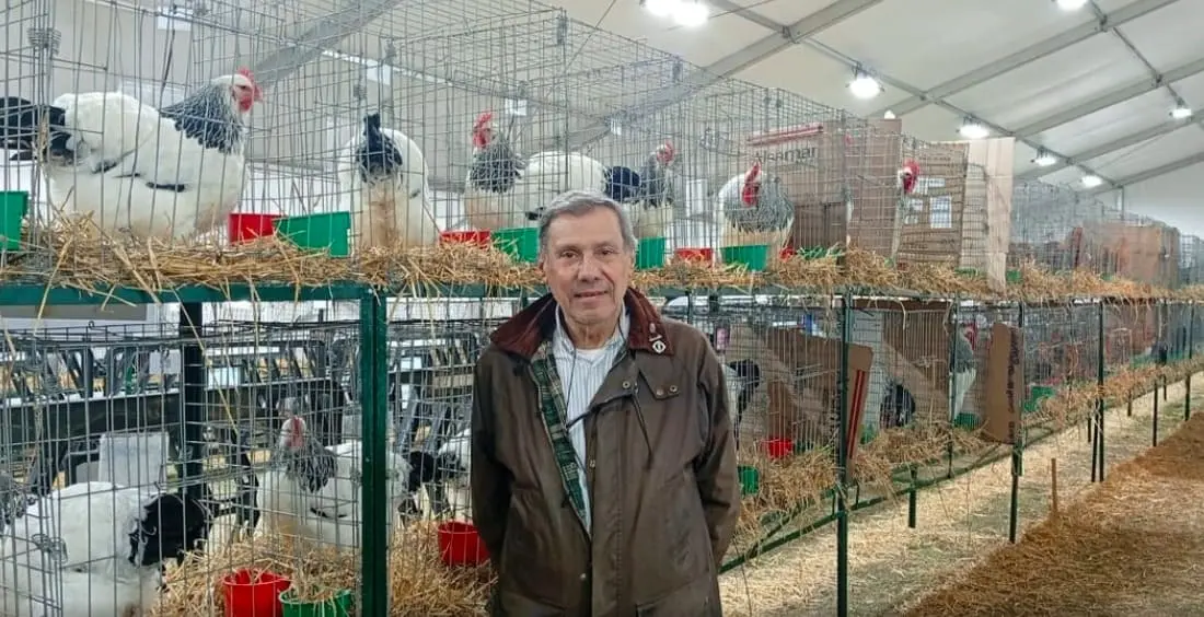 Ligada a los comienzos de la Exposición Rural, la cría de aves es una actividad central de la ganadería