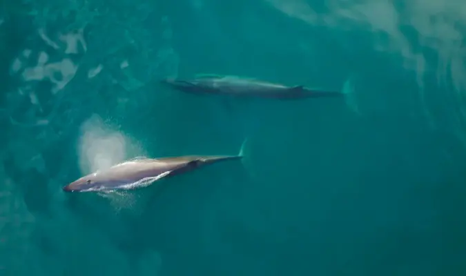 Miles de ballenas Sei se alimentan frente a Chubut