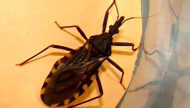 ¡Revolucionario hallazgo argentino! Un avance acelera curas para el Chagas