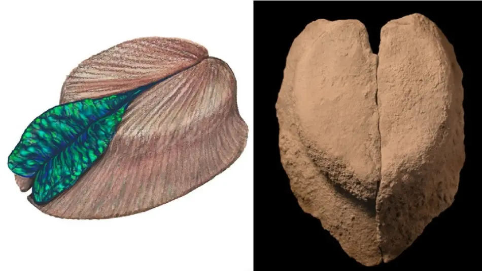 Hallazgo paleontológico: descubren un fósil en Neuquén de un molusco gigante que habitó la Patagonia hace 185 millones de años