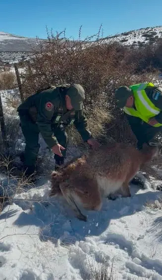 Una patrulla de protección ambiental salvó a un guanaco que se encontraba atrapado en un alambrado
