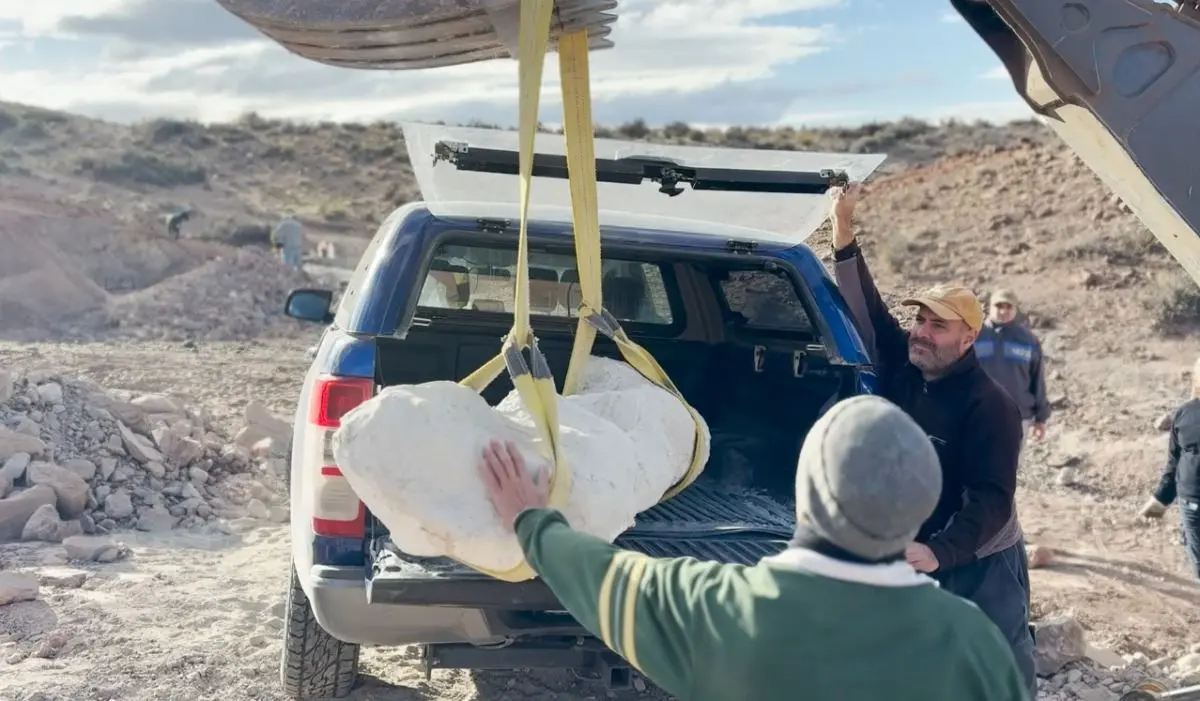 Hallaron en el centro de Chubut restos fósiles de un saurópodo con una cadera completa