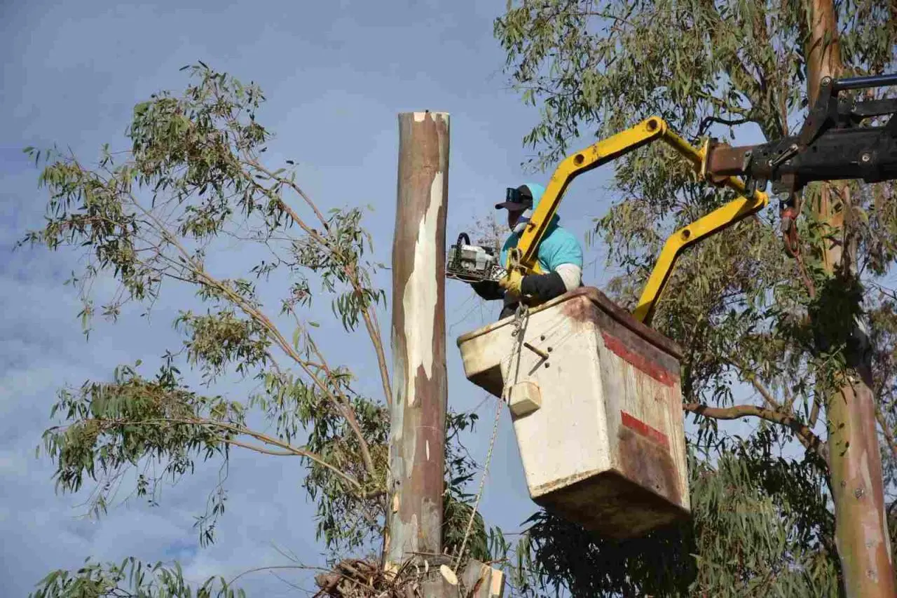 El Municipio de Trelew realizó trabajos de poda en la vecinal de Los Aromos