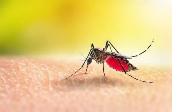 Alerta por el dengue: se notificaron 77 nuevos casos sospechosos en el inicio de la temporada epidemiológica