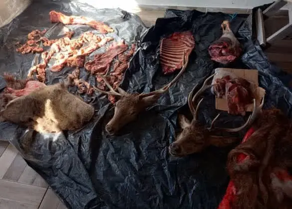 Abigeato en Cholila: mataron a un bovino de un disparo en la cabeza y hallaron armas y carne en un allanamiento