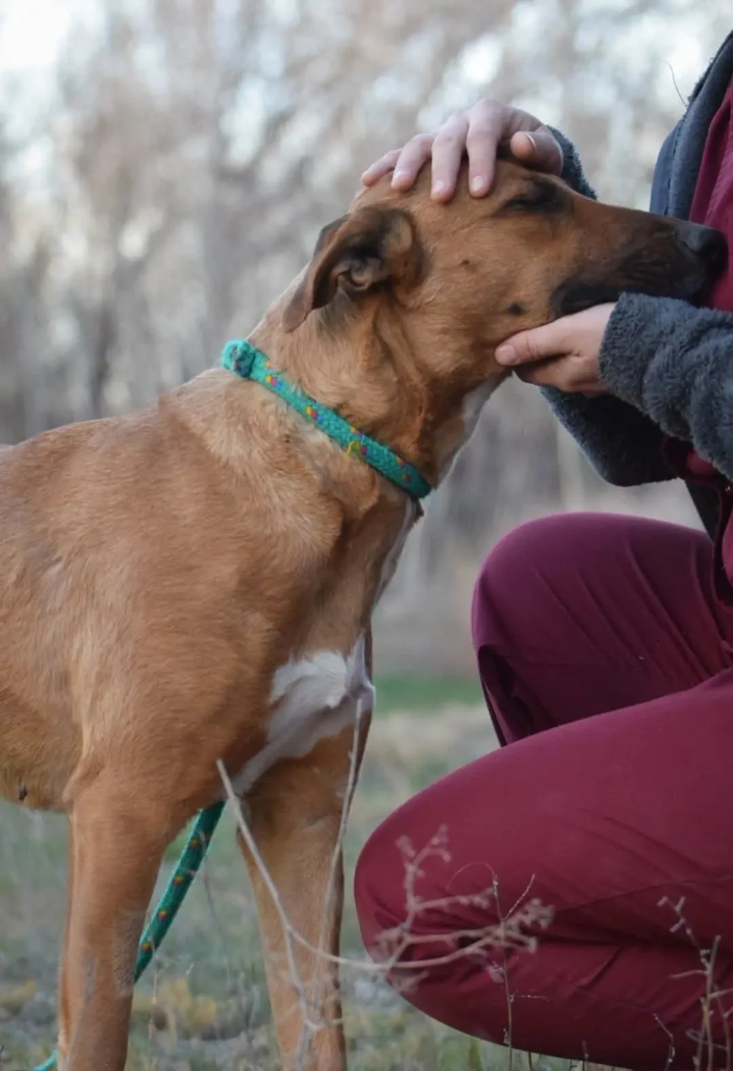El Refugio Municipal de Rawson promueve la adopción responsable de perros rescatados