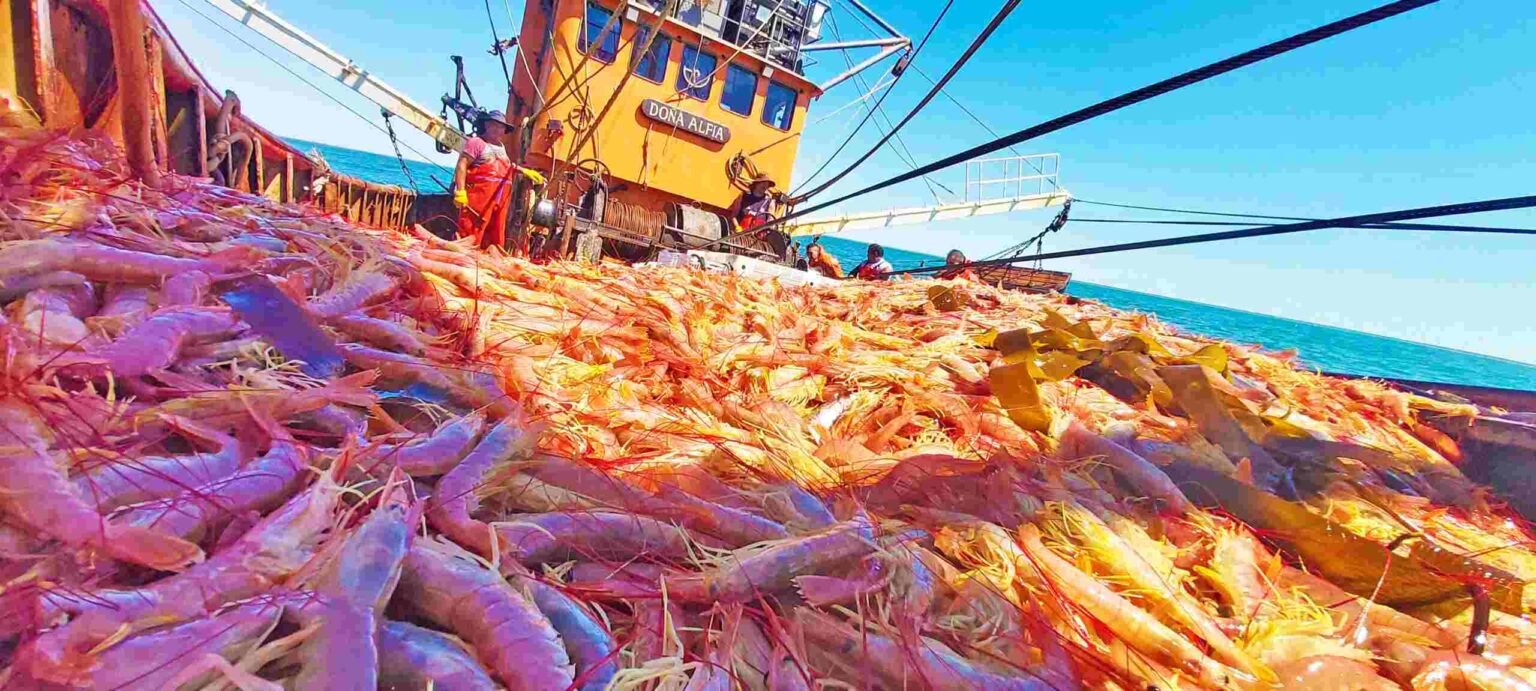 Las exportaciones pesqueras crecieron más del 23% en los primeros ocho meses de 2026