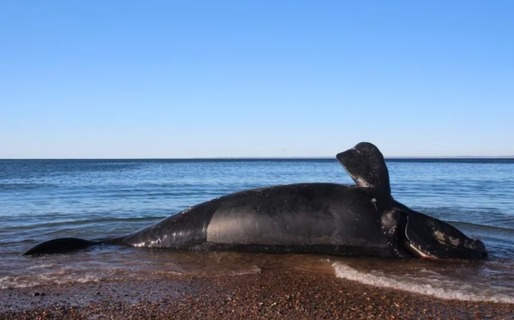 Chubut: advierten que la mortandad de ballenatos en 2026 podría superar el récord histórico registrados en Valdés Ballenato de ballena franca austral varado sin vida sobre la orilla de una playa