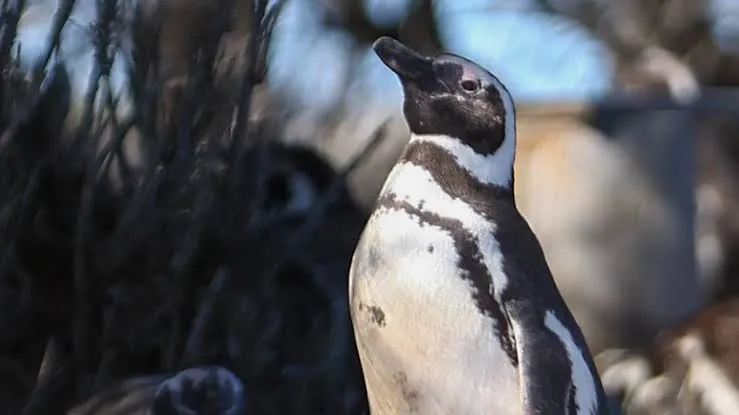 Chubut pone en marcha una nueva temporada de pingüinos de Magallanes con importantes obras de infraestructura