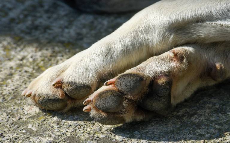 Capacitaron a policías y agentes de salud de Esquel sobre actuación ante casos de maltrato animal