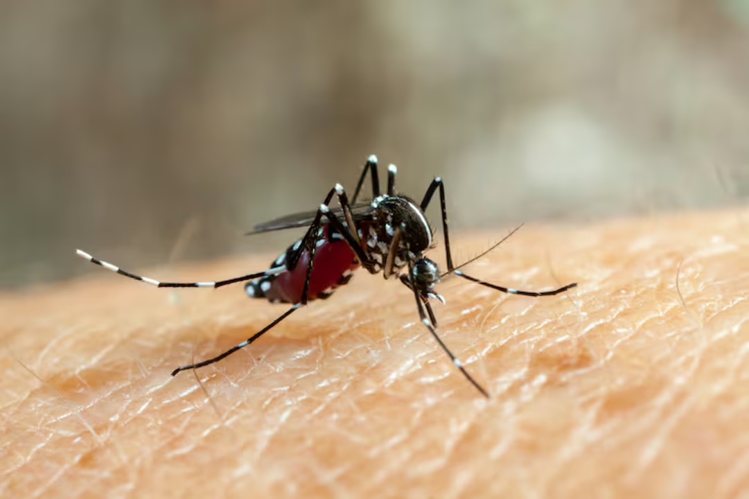 Alerta epidemiológica por dengue: nuevos casos en el país y riesgo invernal
