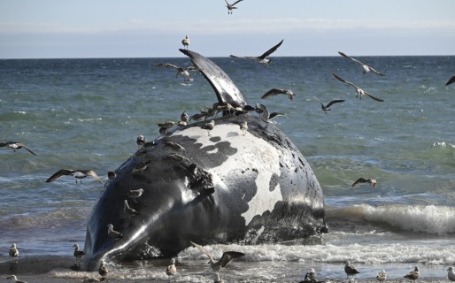 Alerta en Puerto Madryn: investigan la muerte de seis ballenas francas en Playa Paraná y el centro