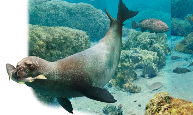 Descubren qué comía una foca hace 10 millones de años