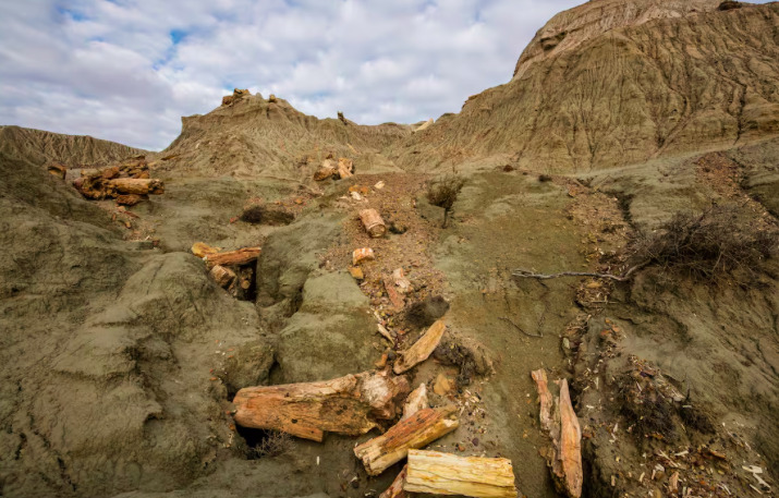 El bosque de 65 millones de años en Chubut