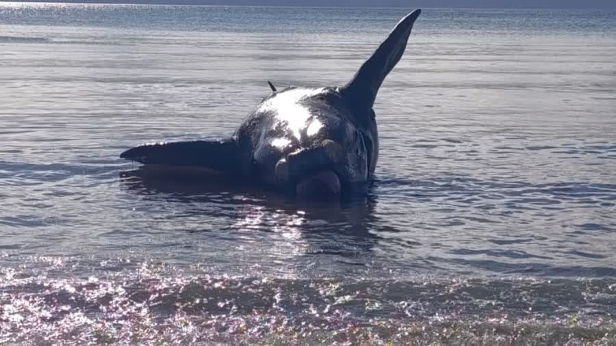 Investigan la muerte de ballenas en Chubut: analizan muestras de agua y moluscos para hallar las causas