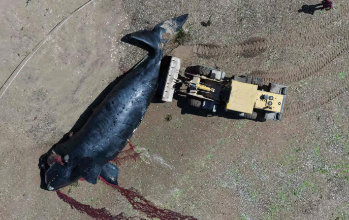 Península Valdés: Freno a la muerte de ballenas