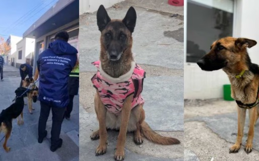 Causa por crueldad animal en Chubut: abren investigación penal por dos perros que murieron tras ser desnutridos