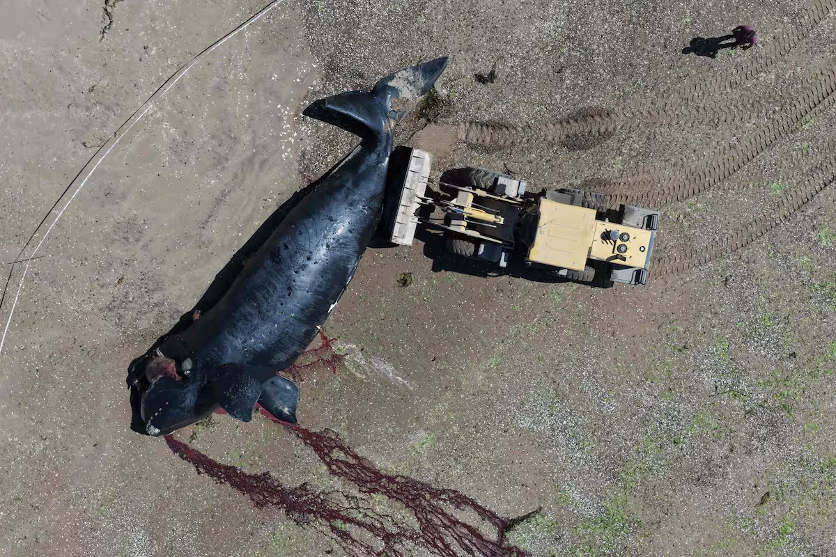 ¡Alivio en la costa! Tras 10 días sin ballenas muertas persisten dudas