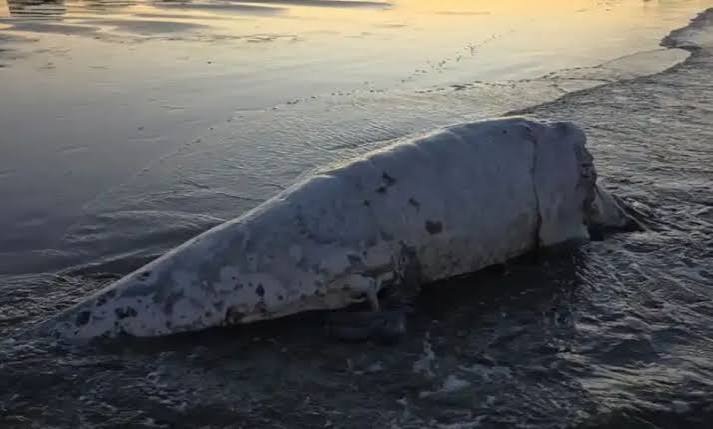 ¡Alarma en Madryn! Hallan otro ballenato muerto en las costas