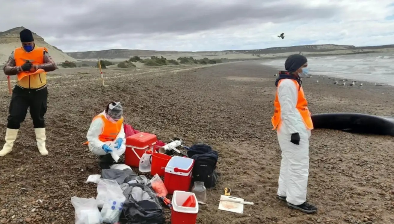 ¡Alarma y mentiras por ballenas en Madryn! Fake news y oportunismo