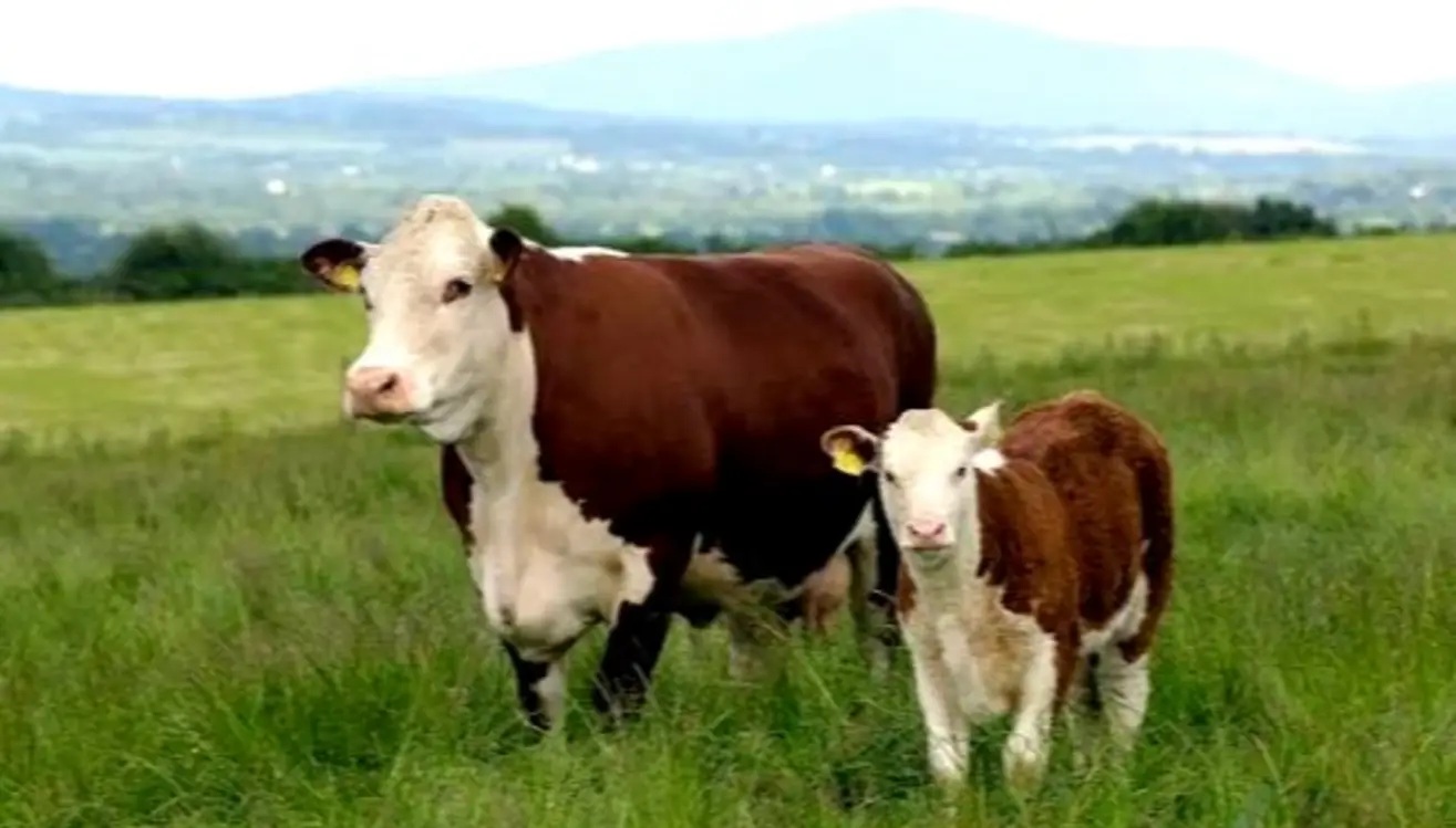 ¡Orgullo ganadero! Gaiman recibe el gran Concurso de Raza Hereford