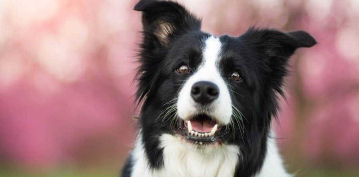 ¡DE PASTORES A GENIOS! La impactante historia del Border Collie